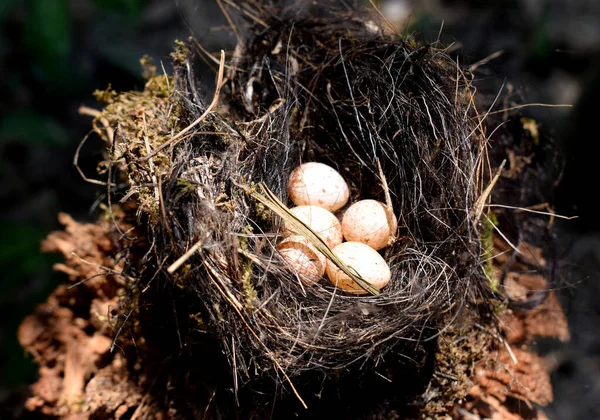 Птичье Гнездо Яйцом — стоковое фото