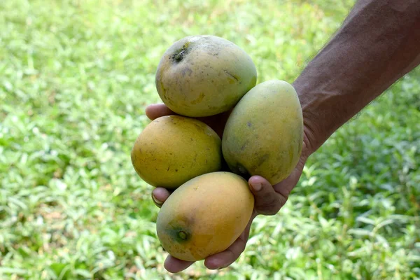 Heerlijke Biologische Verse Mango Display Hand — Stockfoto