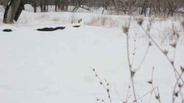 Genç kız ile bir köpek kış parkta oynarken. Yavaş motin