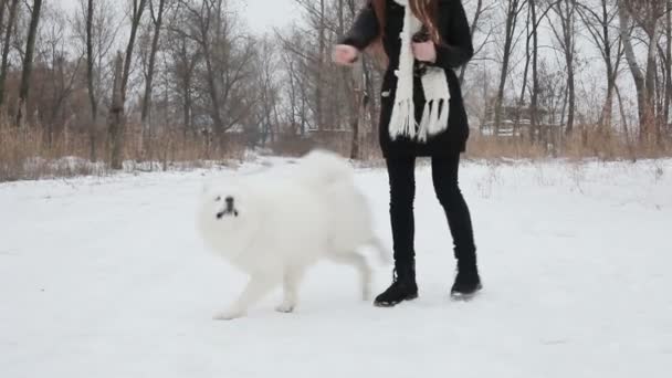 Jovem brincando com um cachorro no parque de inverno. Motim lento — Vídeo de Stock