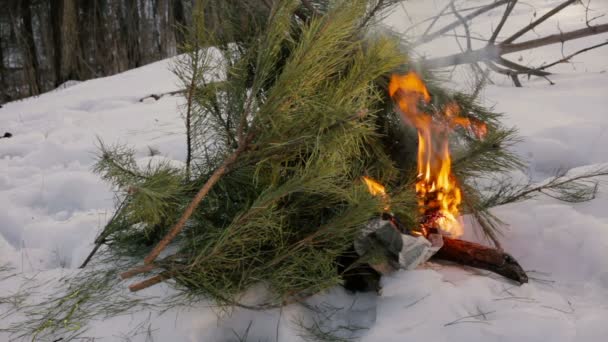 Feuer des Fichtenwaldes brennt, das Feuer des Weihnachtsbaums — Stockvideo