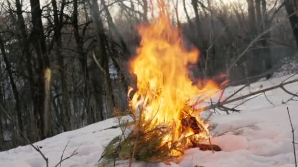 Fuego del bosque de abetos está ardiendo, el fuego del árbol de Navidad — Vídeo de stock