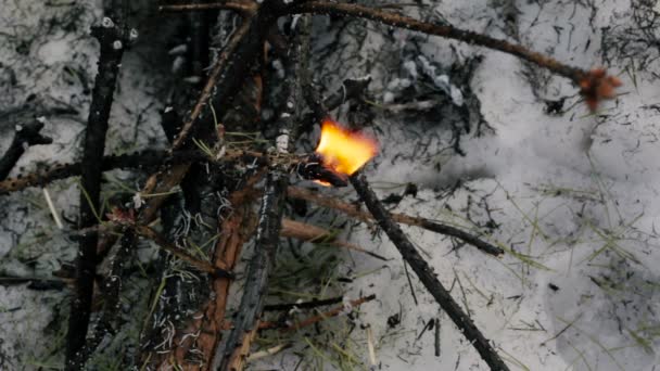 Fogo da floresta de abeto está queimando, o fogo da árvore de Natal — Vídeo de Stock