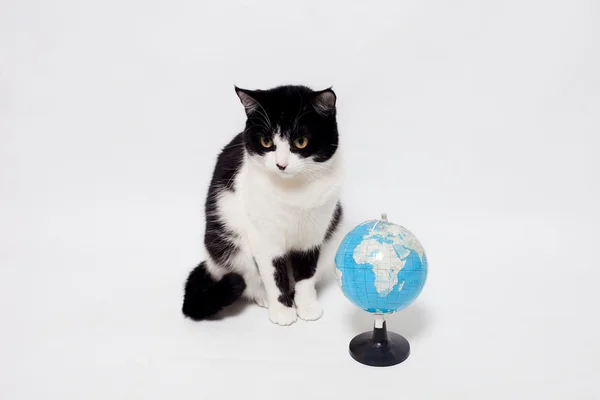 Chat noir avec globe — Photo