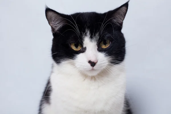 Assis mignon chat noir et blanc regardant la caméra — Photo