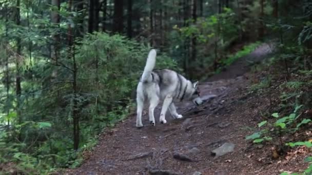 Dieren Natuurconcept Siberische Husky Voor Een Boswandeling — Stockvideo