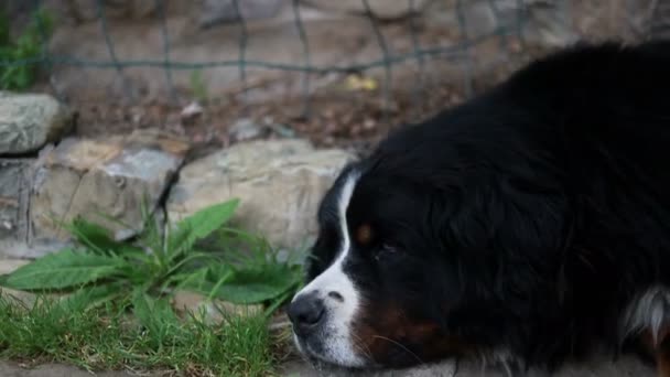 Animal Nature Concept Huge Black Dog Lying Sleeping Entrance House — Stock Video