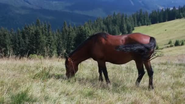 Indústria Agrícola Agricultura Pessoas Conceito Pecuária Cavalos Pastavam Pasto Montanha — Vídeo de Stock