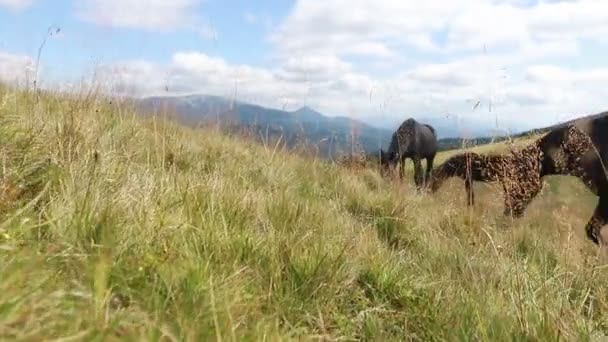 Industri Pertanian Pertanian Manusia Dan Konsep Peternakan Kuda Merumput Padang — Stok Video