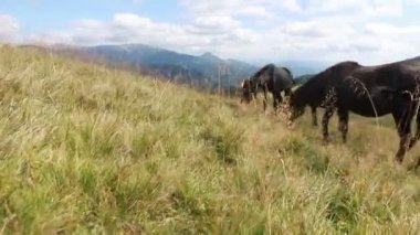 Tarım endüstrisi, çiftçilik, insanlar ve hayvancılık kavramı - atlar dağlara karşı bir dağ otlağında otladı. Yaz