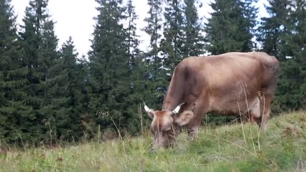 Tarım Endüstrisi Tarım Insanlar Hayvancılık Kavramı Otlayan Inekler Dağlarda Çayırlarda — Stok video