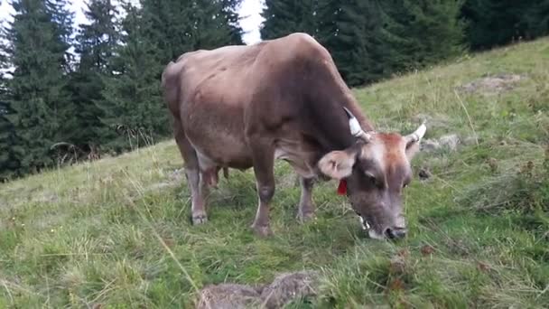 Rolnictwo Rolnictwo Ludzie Hodowla Zwierząt Wypas Krów Czarno Białe Brązowe — Wideo stockowe