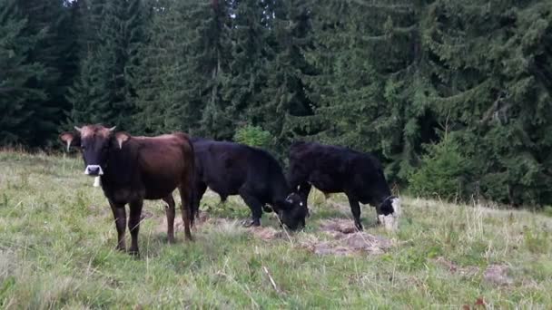 Landwirtschaft Landwirtschaft Menschen Und Tierhaltung Konzept Weidende Kühe Schwarz Weiße — Stockvideo