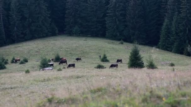 Landwirtschaft Landwirtschaft Menschen Und Tierhaltung Konzept Weidende Kühe Schwarz Weiße — Stockvideo