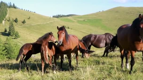 Industria Agrícola Agricultura Las Personas Concepto Cría Animales Caballos Pastoreados — Vídeo de stock