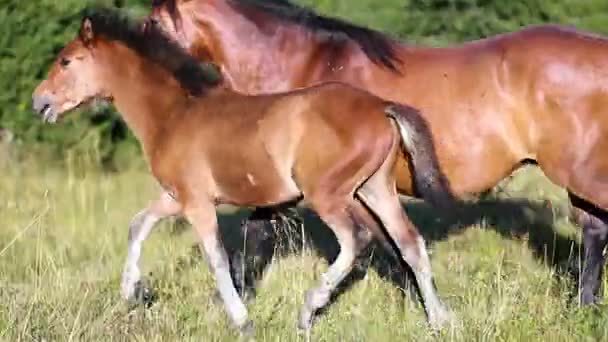 Indústria Agrícola Agricultura Pessoas Conceito Pecuária Cavalos Pastavam Pasto Montanha — Vídeo de Stock