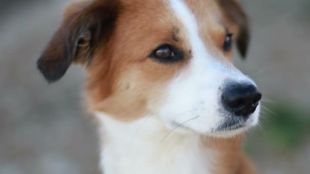 Nahaufnahme Porträt Eines Jungen Rotbraunen Und Weißen Mischlingshundes Der Einem — Stockvideo