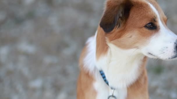 晴れた夏の日に灰色の舗装に座って検索若い赤褐色と白のモングレル犬の肖像画を閉じます ブリリーの背景 — ストック動画