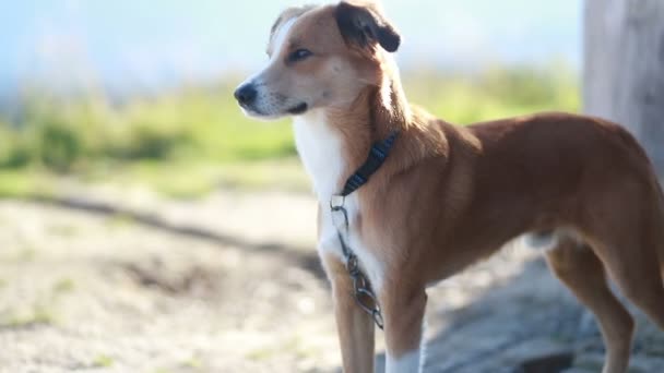 Close Portret Van Jonge Roodbruine Witte Bastaardhond Die Een Zonnige — Stockvideo