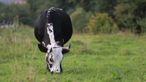 Industria Agrícola Agricultura Personas Concepto Cría Animales Vacas Pastoreo Vaca — Vídeos de Stock