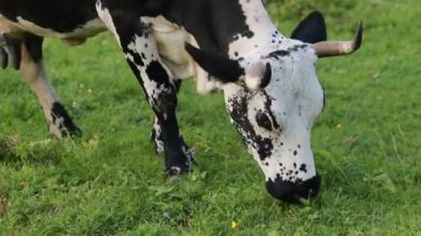 Tarım endüstrisi, tarım, insanlar ve hayvancılık kavramı - otlayan inekler. Dağlardaki çayırlarda otlayan siyah ve beyaz inek. Otlaktaki sığırlar