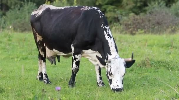 Agriculture Industry Farming People Animal Husbandry Concept Grazing Cows Black — Stock Video