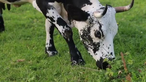Rolnictwo Rolnictwo Ludzie Hodowla Zwierząt Wypas Krów Czarno Białe Krowy — Wideo stockowe