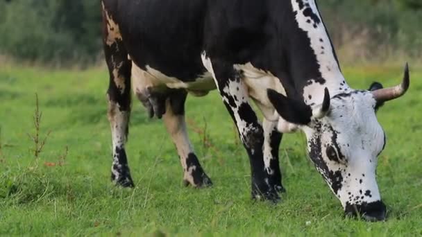 Industria Agrícola Agricultura Personas Concepto Cría Animales Vacas Pastoreo Vaca — Vídeos de Stock