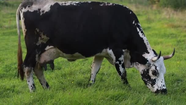 Industria Agrícola Agricultura Personas Concepto Cría Animales Vacas Pastoreo Vaca — Vídeos de Stock