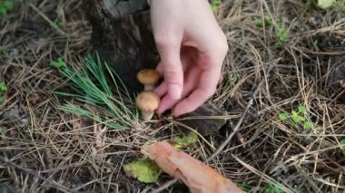 picking season, leisure and people concept - Closeup of woman's hand touching a boletus calopus, a toadstool, a poisonous red mushroom.