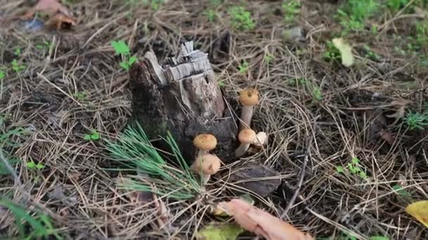 Picking Season Leisure People Concept Closeup Woman Hand Touching Boletus — Stock videók