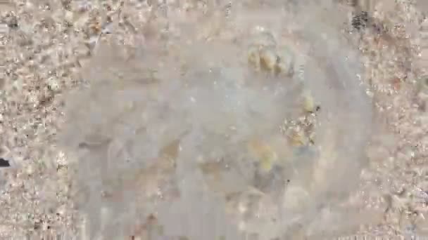 Grandes Medusas Muertas Encuentran Primer Plano Playa Arena Medusa Bañada — Vídeos de Stock