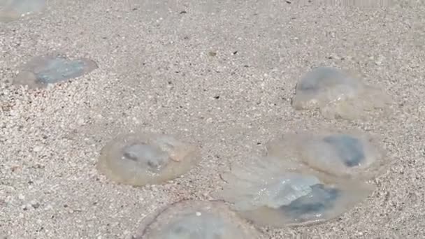 Große Tote Quallen Liegen Großaufnahme Sandstrand Medusa Von Meereswellen Und — Stockvideo