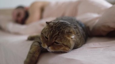 Yatak odasındaki battaniyenin üzerinde uyuyan sevimli kedi, sabah evcil hayvanla. Hayat tarzı komik video kedisi. Uykulu kedi. evcil hayvan kavramı
