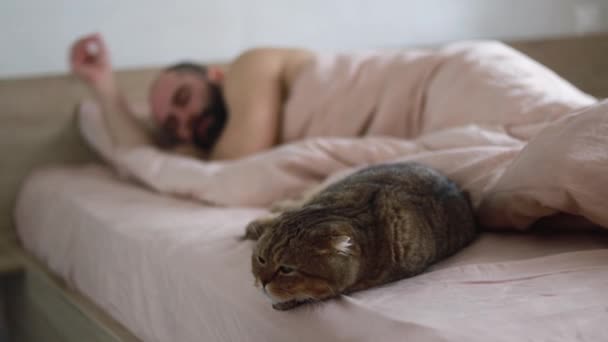 Niedliche Katze Schläft Füßen Des Mannes Auf Einer Decke Auf — Stockvideo