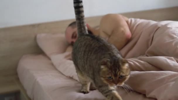 Aranyos Macska Alszik Lábainál Férfi Takaró Ágyon Hálószobában Reggel Háziállat — Stock videók
