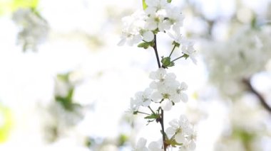 Blossom apple tree with branches with sun flares on background. Apple tree flower close up. Beautiful white flowers. 4K.