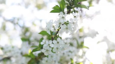 Blossom apple tree with branches with sun flares on background. Apple tree flower close up. Beautiful white flowers. 4K.