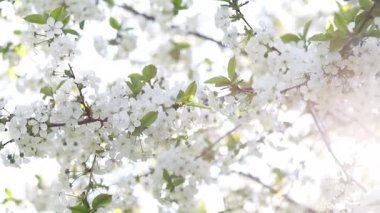 Blossom apple tree with branches with sun flares on background. Apple tree flower close up. Beautiful white flowers. 4K.