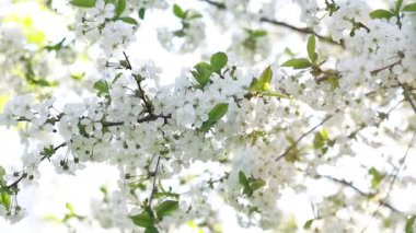Blossom apple tree with branches with sun flares on background. Apple tree flower close up. Beautiful white flowers. 4K.