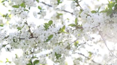Blossom apple tree with branches with sun flares on background. Apple tree flower close up. Beautiful white flowers. 4K.