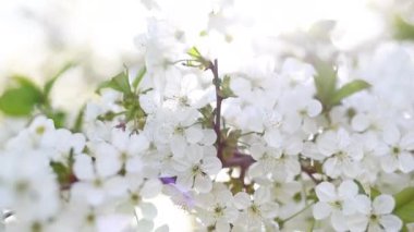 Blossom apple tree with branches with sun flares on background. Apple tree flower close up. Beautiful white flowers. 4K.
