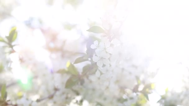 Pommier Fleuri Avec Des Branches Avec Des Fusées Éclairantes Sur — Video