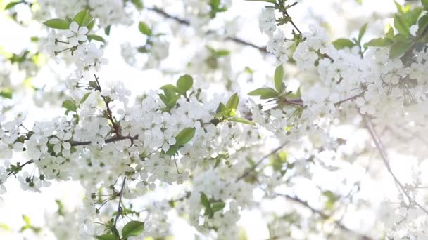 Blühender Apfelbaum Mit Zweigen Mit Sonnenfackeln Auf Dem Hintergrund Apfelbaumblüte — Stockvideo