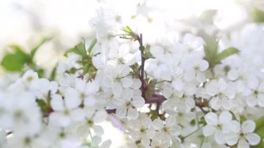 Blossom apple tree with branches with sun flares on background. Apple tree flower close up. Beautiful white flowers. 4K.