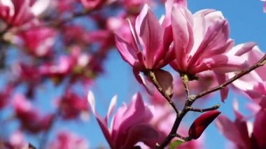 close up shot of a branch with purple blooming blossoms of a liliiflora magnolia tree in a garden in spring time, wind is slightly moving the blossoms