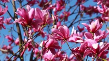 close up shot of a branch with purple blooming blossoms of a liliiflora magnolia tree in a garden in spring time, wind is slightly moving the blossoms