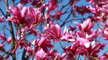 close up shot of a branch with purple blooming blossoms of a liliiflora magnolia tree in a garden in spring time, wind is slightly moving the blossoms