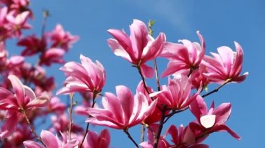 close up shot of a branch with purple blooming blossoms of a liliiflora magnolia tree in a garden in spring time, wind is slightly moving the blossoms