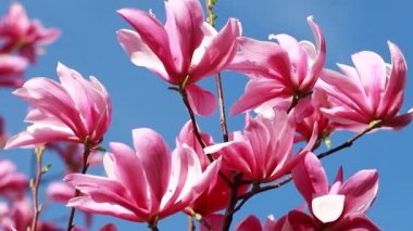 close up shot of a branch with purple blooming blossoms of a liliiflora magnolia tree in a garden in spring time, wind is slightly moving the blossoms